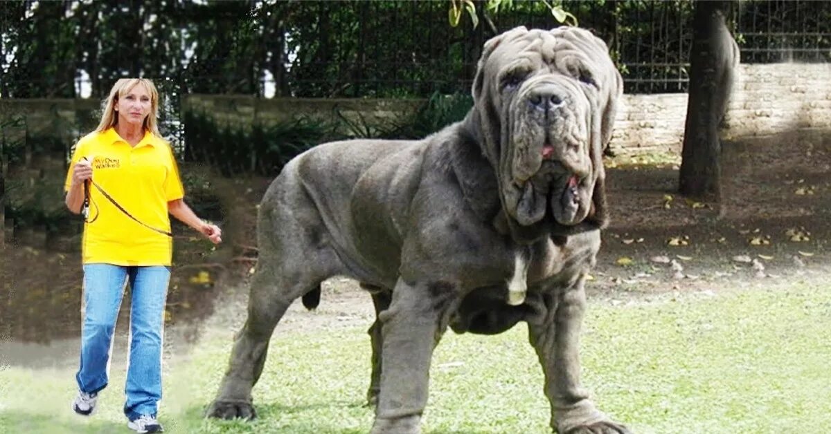 Какая порода самая. Неаполитанский мастиф Геркулес. Породы собак самые большие в мире в мире и опасные. Самые большие собаки большие большие и опасные опасные.