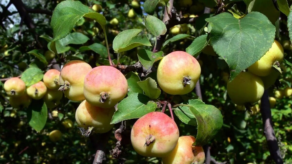 Дикая яблоня в лесу. Яблоня Лесная Malus Sylvestris. Яблоня Лесная (дичок). Яблоня дичка. Яблоня Лесная (Дикая) (Malus Sylvestris).