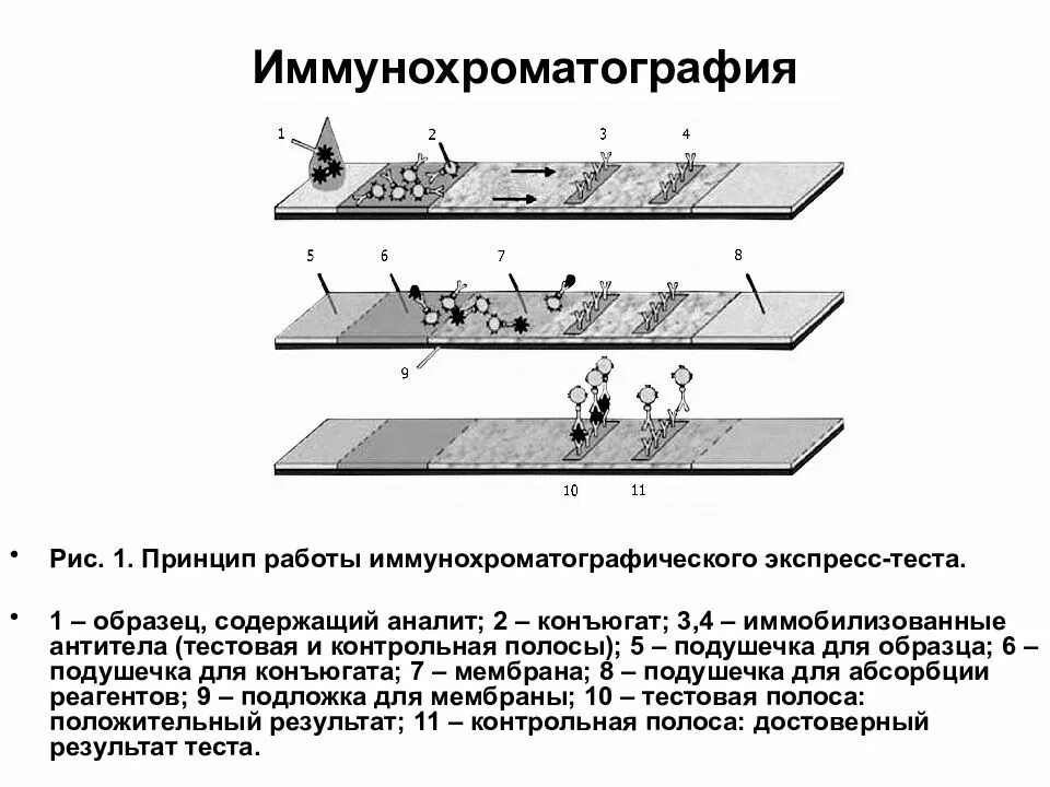 Иммунохроматографического анализа экспресс тест. Иммунохроматографический анализ принцип метода. Иммунохроматографический анализ микробиология. Метод иммунохроматографии экспресс тест. Иммунохроматографический анализ схема.