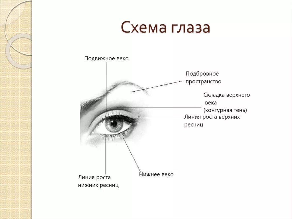 Какой веки