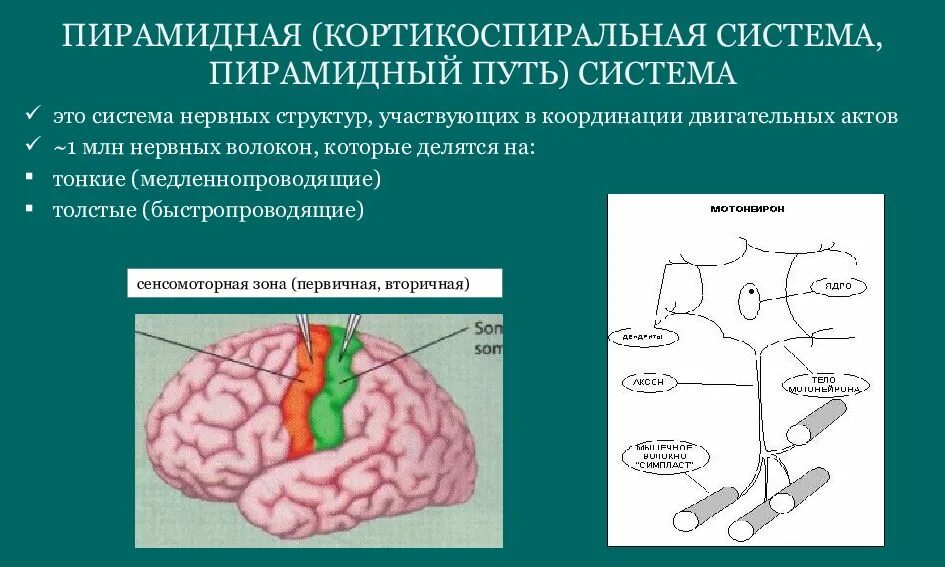 Формирование произвольных движений. Двигательный анализатор. анализатор произвольных движений. пирамидная система. пирамидная двигательная система.
