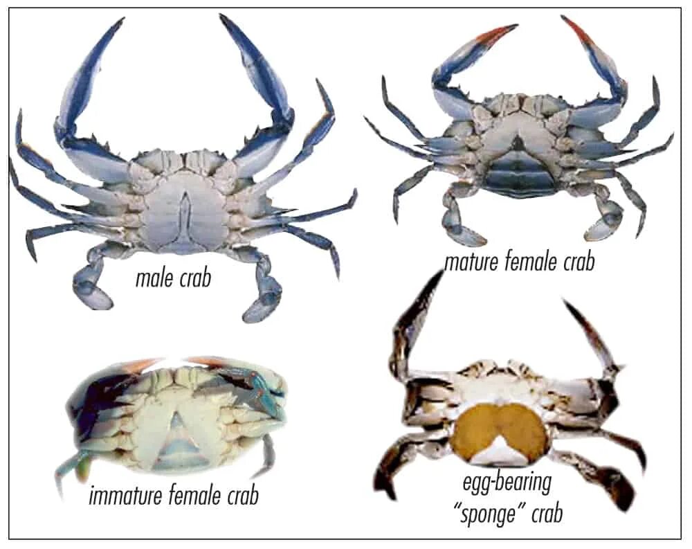 Краб самец. Серый краб. Самка краба. Краб мальчик.