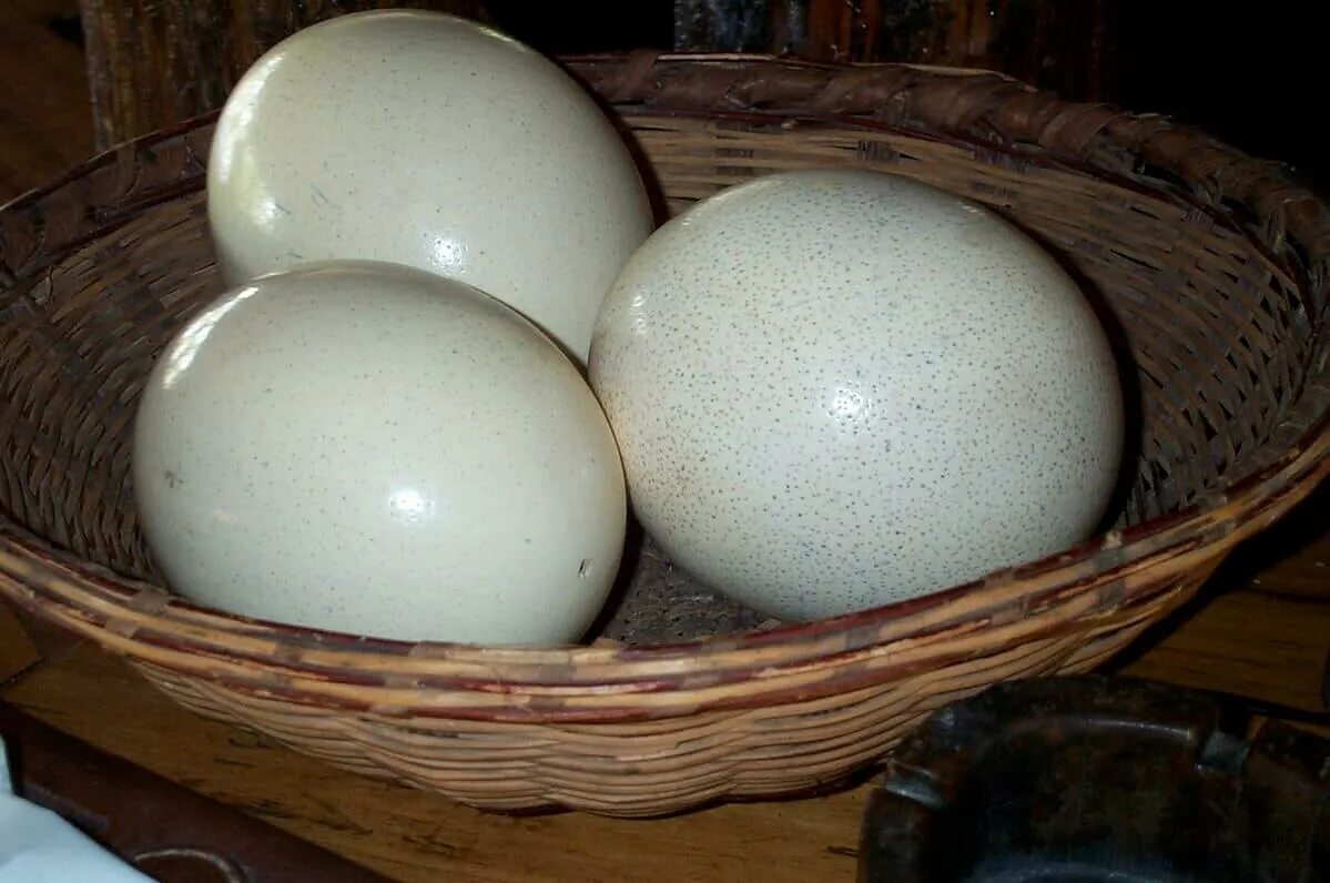 Вес страусиного яйца. Яйцо африканского страуса. Страусиное яйцо и куриное. Яйца страуса черные.