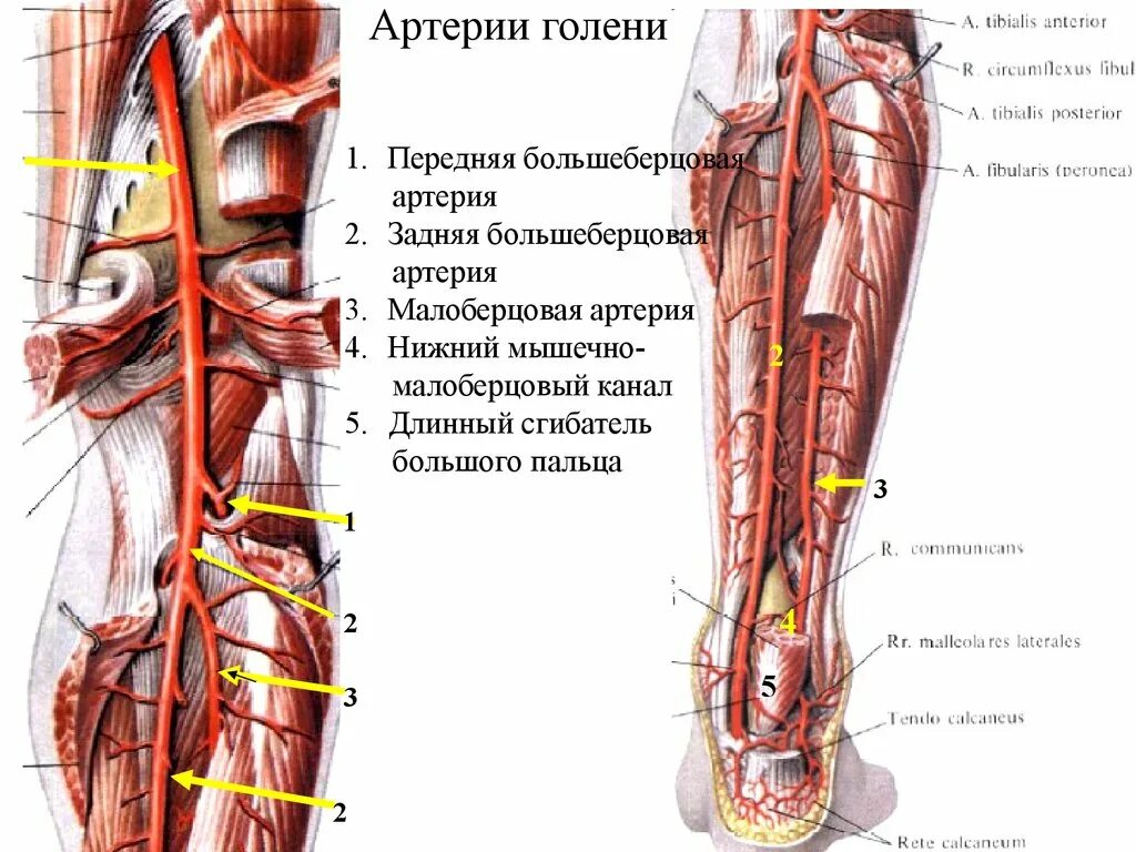Большеберцовая артерия. Артерии голени и стопы топография области кровоснабжения. задняя большеберцовая артерия вена большеберцовый нерв. задняя большеберцовая артерия топография. задняя большеберцовая артерия - a. tibialis posterior.