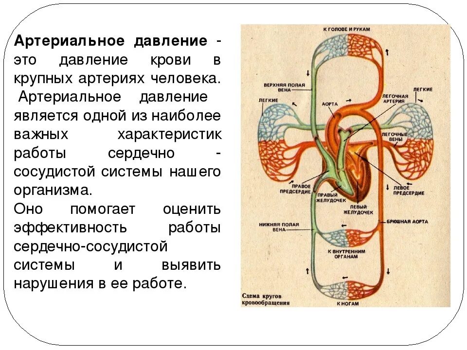 О чем говорят верхнее и нижнее. Схема формирования артериального давления. Артериальное давление схема. Схема давление человека. Структура артериального давления.