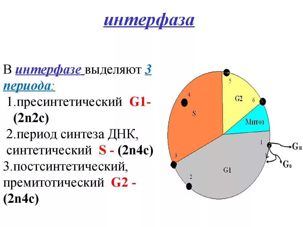 G1 пресинтетический период синтетический s. Интерфаза 1 этап. Пресинтетический период интерфазы g1. Три периода интерфазы. 3 этапа интерфазы