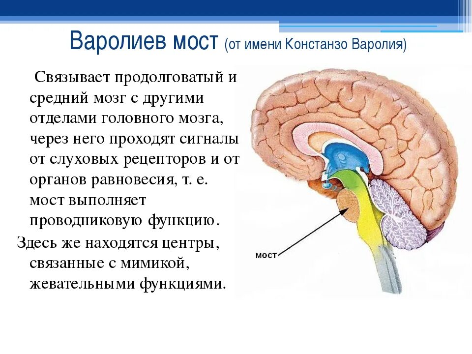 Продолговатый отдел мозга строение. Строение мозжечка в головном мозге. Мозжечок головного мозга анатомия. Строение продолговатого мозжечка. Варолиев мост структура и функции.