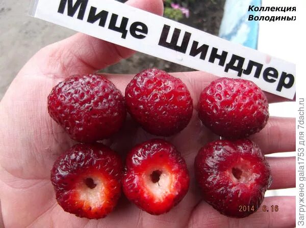 Сорт мица сорт клубники