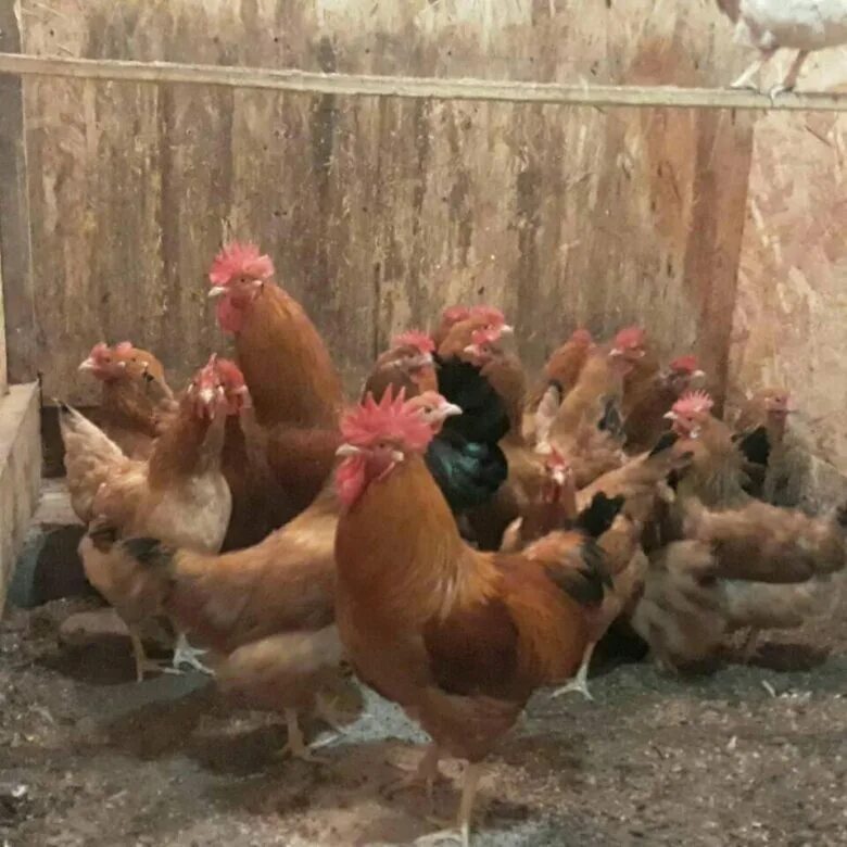 чешские несушки. молодняк кур несушек. куры несушки ташкиново. велюровые куринисушки. бройлер кросс росс 308.