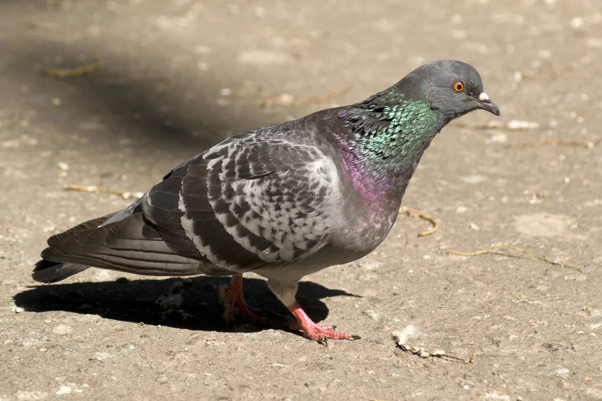 городские птицы санкт-петербурга. хохлатая свиристель. зимние птицы в питере. городские птицы спб. птицы питера.