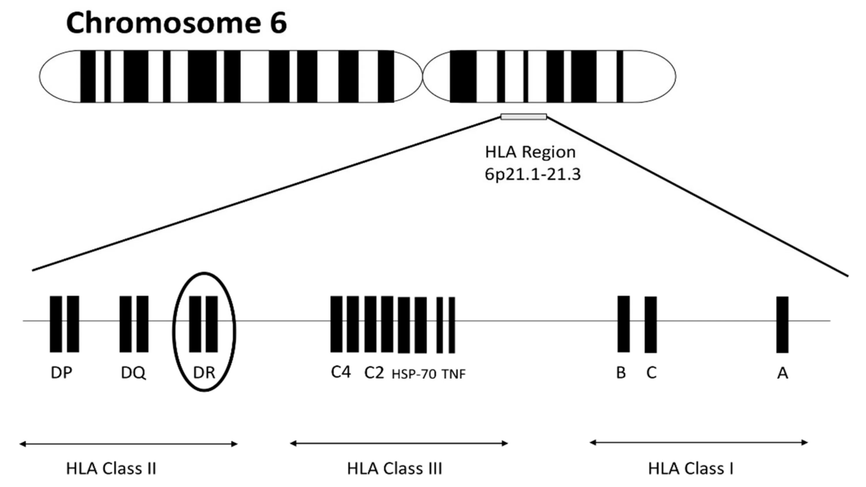 6 Хромосома HLA. HLA 1 класса. Молекулы HLA-1 класса присутствуют на мембранах:. Ген cyp21a2 (6-я хромосома),. Ген 1 телефон