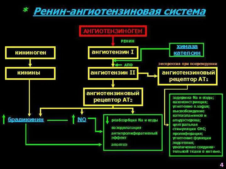 Средства влияющие на ренин ангиотензиновую систему. Ренин ангиотензинная система. раас система брадикинин. ангиотензин 1 и 2.