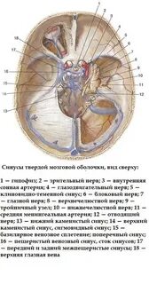 Отсутствие стока синусов