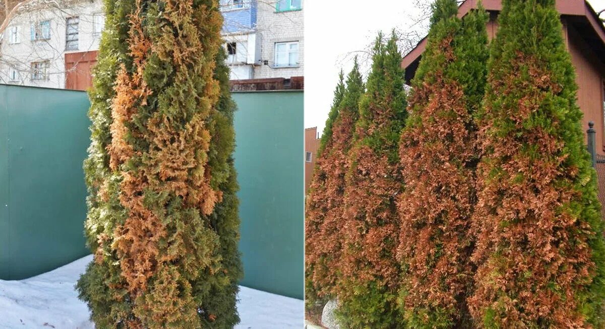 Туи весной что делать