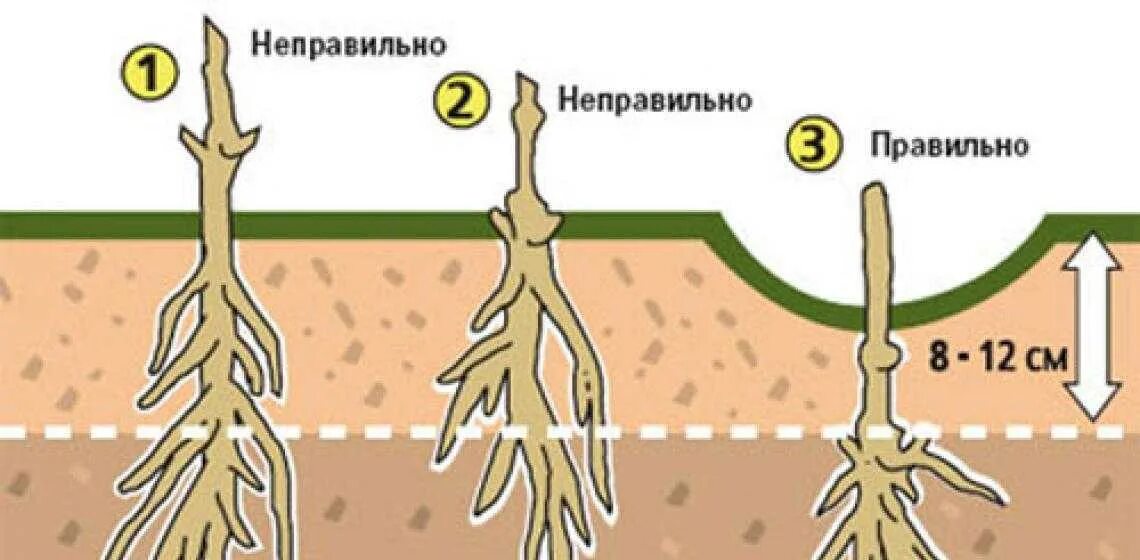 Как посадить клематис весной в открытый грунт. Клематис корневая. корневая шейка у клематиса. посадка клематиса в грунт. правильная посадка клематиса весной.