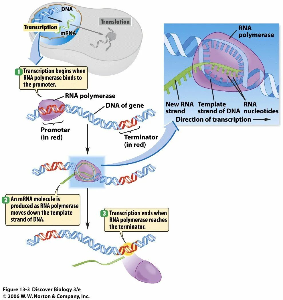 Transcription. Transcription Biology. Обратная транскрипция это в биологии. DNA Transcription and translation.