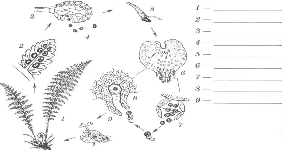 Размножение тест 7 класс. Жизненный цикл папоротника схема без подписей. Схема развития папоротника. Размножение папоротников схема. Цикл развития папоротника 6 класс биология схема.