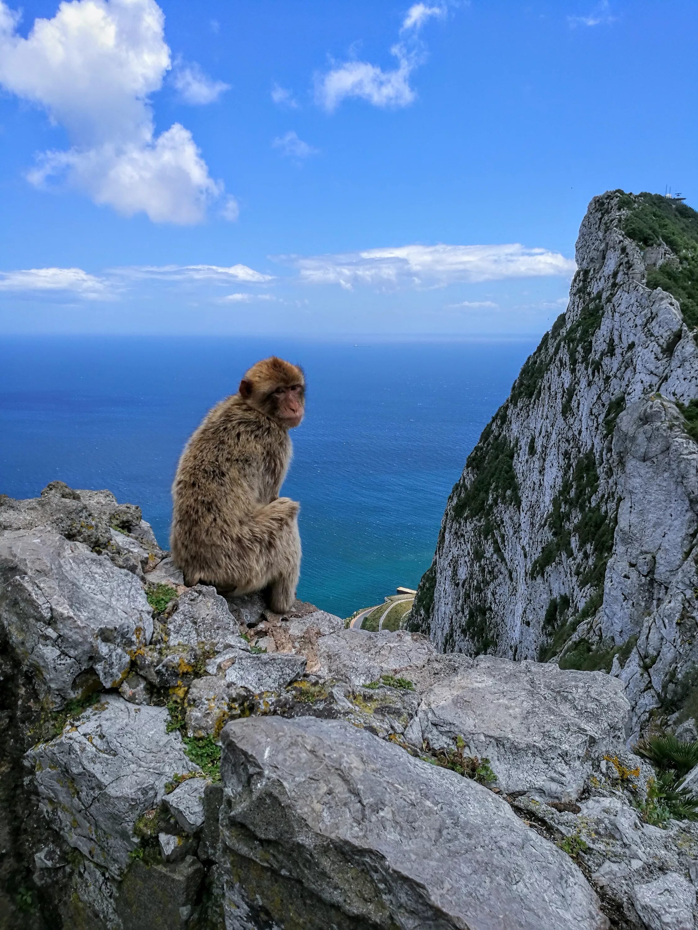 Скала обезьяна. Гибралтарский макак. Гибралтарская скала обезьяны. Гора обезьян. Обезьяны в скалах.