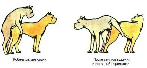 Течка спаривание. Как размножаются собаки. спаривание собак. этапы спаривания собак. анатомия спаривания собак.