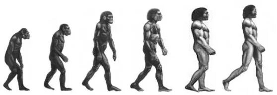 Эволюционирует ли человек. Австралопитек хомо сапиенс. Хомосапиенс австралопитек Эволюция. Этапы эволюции хомо сапиенс. Австралопитек лестница эволюции.