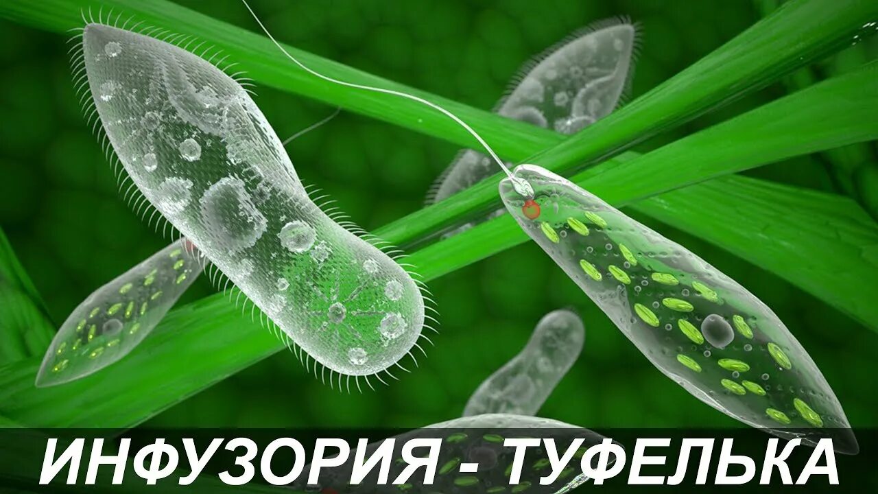 Одноклеточный организм инфузория туфелька. Строение инфузории туфельки. Одноклеточный организм инфузория туфелька. Инфузория туфелька под микроскопом. Клетки инфузории туфельки под микроскопом.