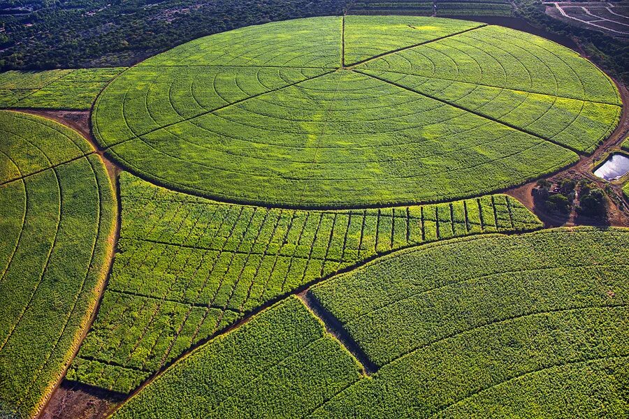 Перспектива хлебного поля. Зеленое поле сверху. Маврикий плантации тростника. Чайные поля. Поля италии стога сена.