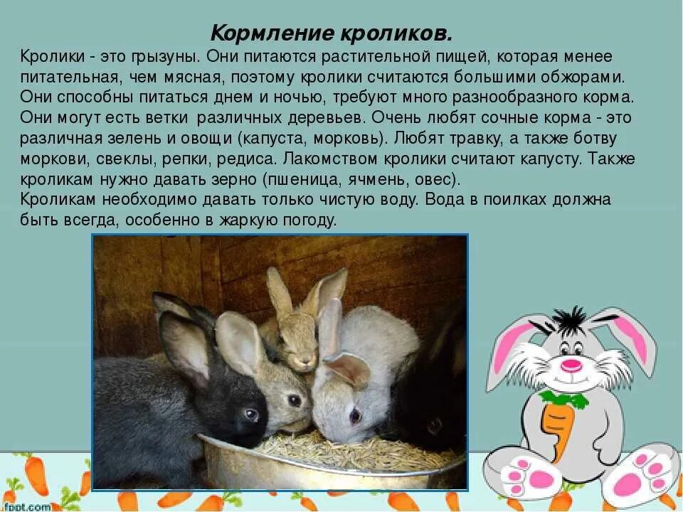 К каким животным относятся кролики. Рассказать о кролике. Рассказ он домашним кролики. Домашний кролик информация. Презентация на тему кролики.
