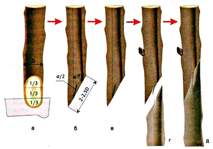 Срез черенка. Способы прививки плодовых деревьев окулировка. Улучшенная копулировка яблони. Прививка яблони копулировка. Прививка яблони весной копулировка.
