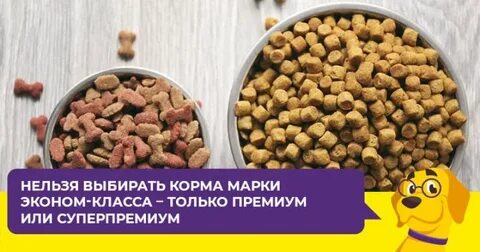 Каким кормом можно кормить собак