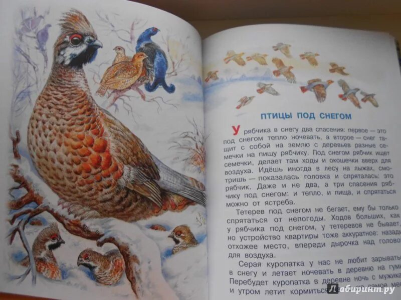В каких произведениях есть птицы. Рассказ Михаила Пришвина птицы под снегом. Бианки про куропаток рассказ. Сказки про птиц.