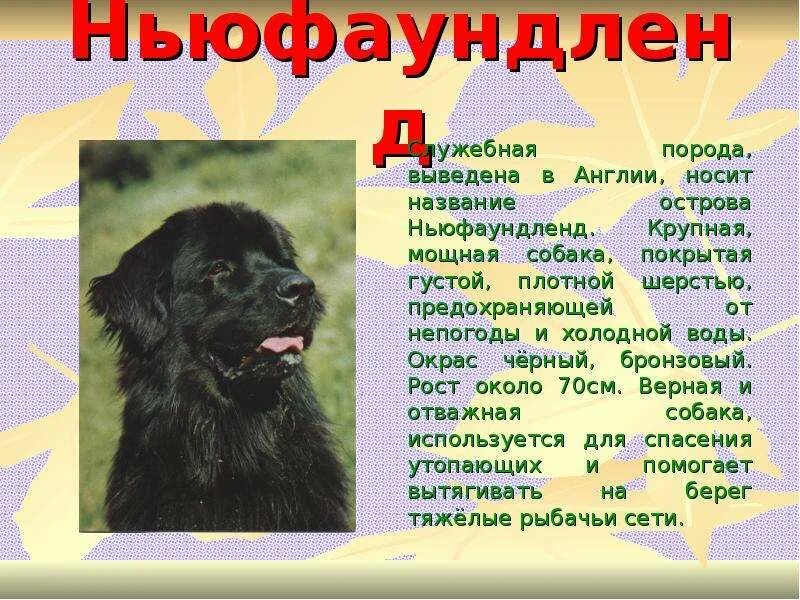 Алфавит собак. Собака последняя буква д. Английская азбука dog. D собака английский алфавит. Порода собаки вторая е.