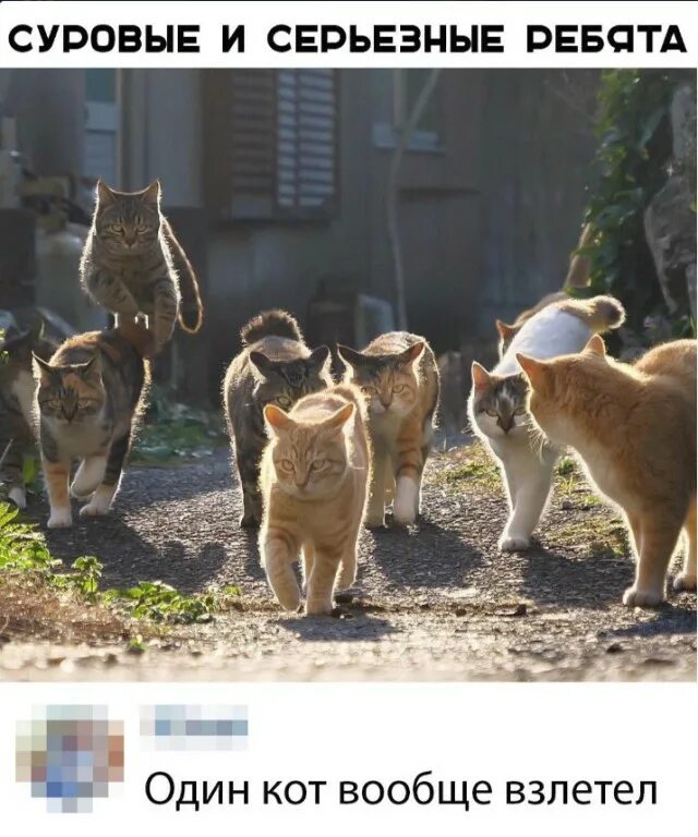 Коты приколы с надписями. Осторожно, злая собака!. Совсем обнаглели. Табличка осторожно злая собака. Анекдоты про кошек в картинках.