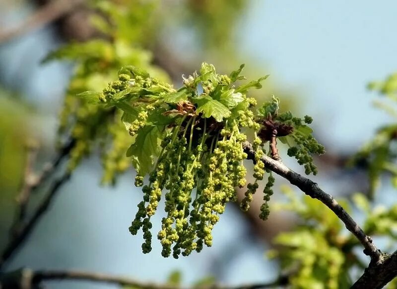 А так дуб черещатый (Quercus robur) цветет+Флора Лысой горы