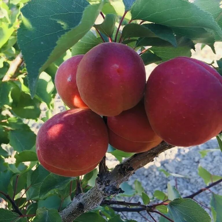 Сорт абрикос perfect red. Абрикос ред. Абрикос оранж эрли дерево. Абрикос оранж эрли. Абрикос биг ред.