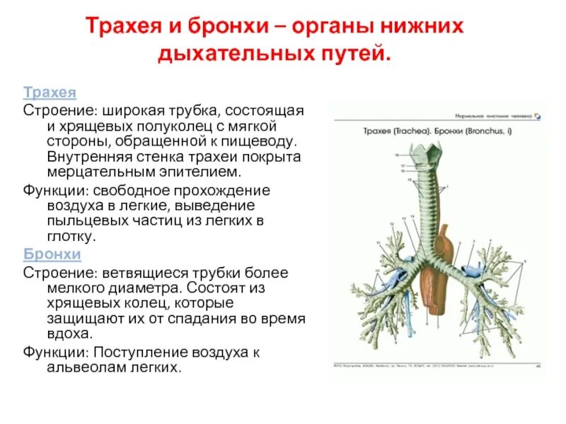 Функции трахеи. Трахея и бронхи строение. Строение трахеи. Строение трахеи и бронхов. Строение трахеи человека.