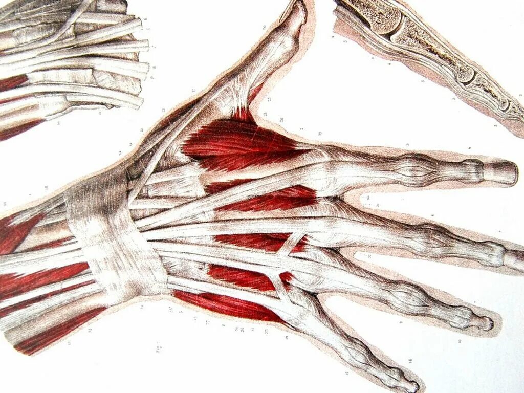 Связки на руке. Сухожилия разгибателей кисти анатомия. Анатомия сухожилие и мышцы лучезапястного сустава. Разгибатели пальцев кисти анатомия. Тендинит разгибателей кисти.