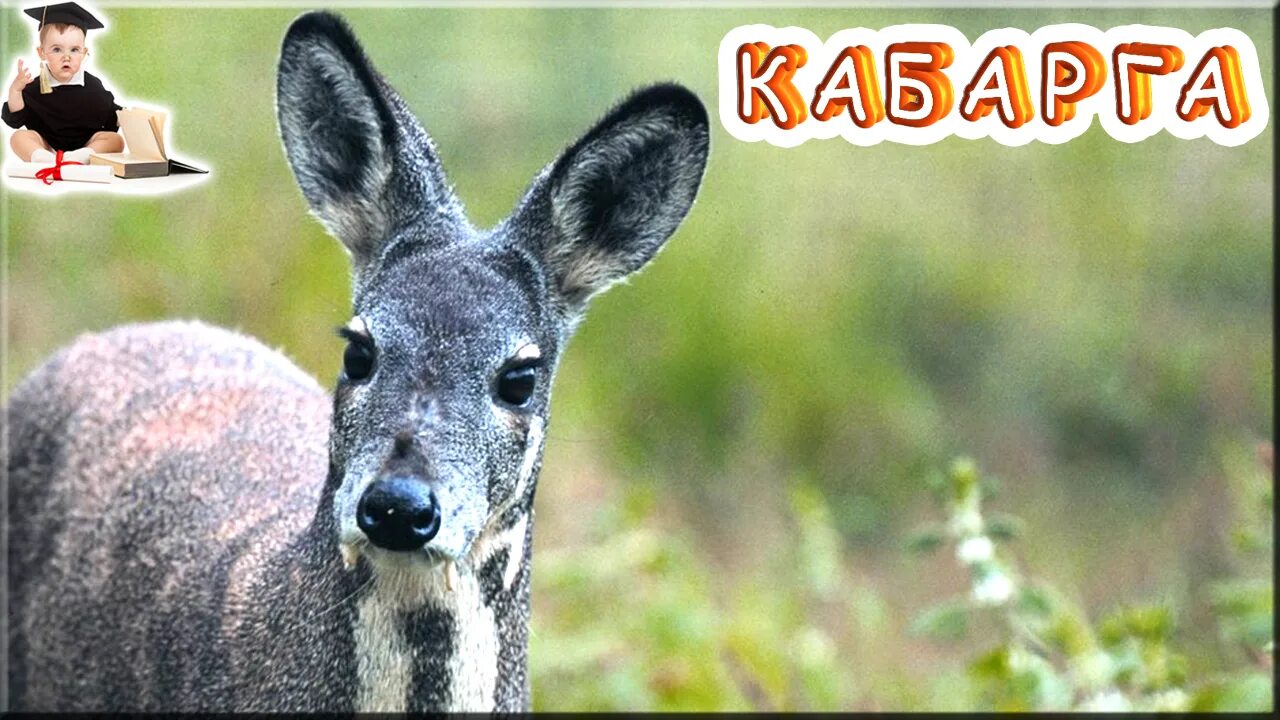 животные. животные. дикие животные африки. голоса диких животных для детей. голоса животные африки.