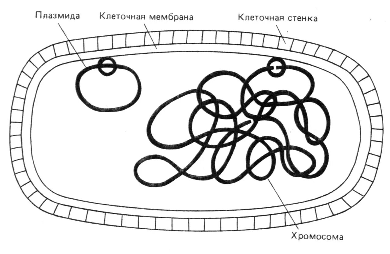 Кольцевая молекула ДНК бактерий. Кольцевая ДНК прокариот. Кольцевая молекула ДНК нуклеиода. Кольцевая ДНК бактериальной клетки.