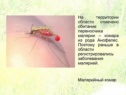 Малярийные комары где обитает