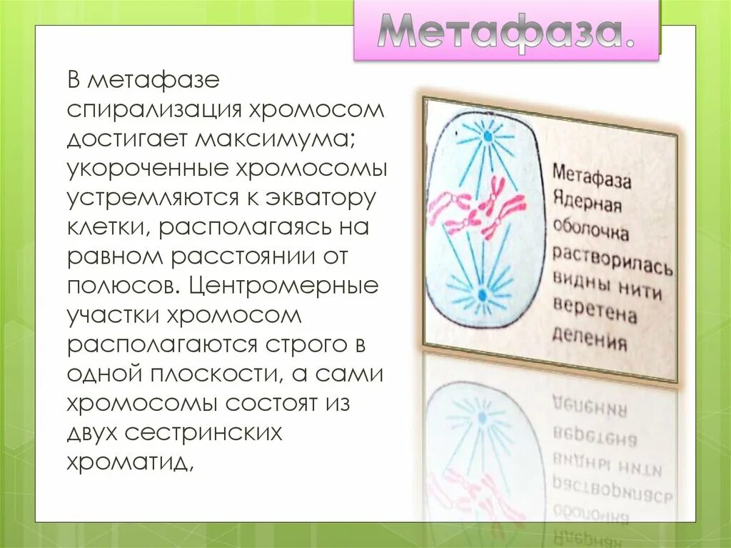 Метафаза 1 процессы. Метафаза 1 процессы