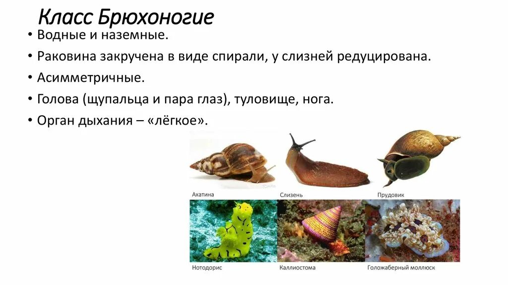 Брюхоногие моллюски представители. Класс брюхоногие представители. Брюхоногие моллюски таблица. Многообразие брюхоногих.