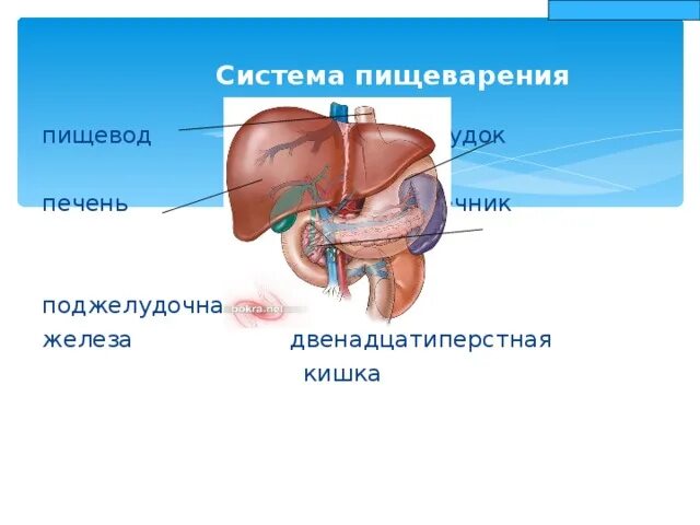 Печень является железой. Пищеварительная система человека строение печени. Строение пищеварительной системы, функции печени. Печень выделительная или пищеварительная система. Печень это орган пищеварительной системы.