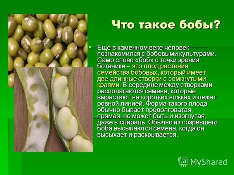 Бобы и фасоль в чем разница. Информация о бобах. бобовые презентация. семейство бобовые фасоль. фасоль презентация.