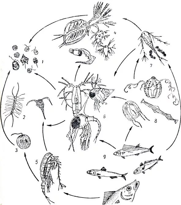 На рисунке изображен жизненный цикл планктонного рачка. Зоопланктон кладоцеры. Планктон зоопланктон. На рисунке изображен жизненный цикл планктонного рачка. Система размножения ракообразных.