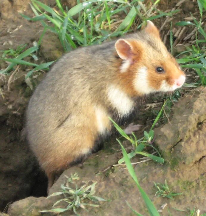 Как выглядит карбыш. Обыкновенный хомяк Cricetus Cricetus. Хомячок карбыш. Дикий хомяк карбыш.