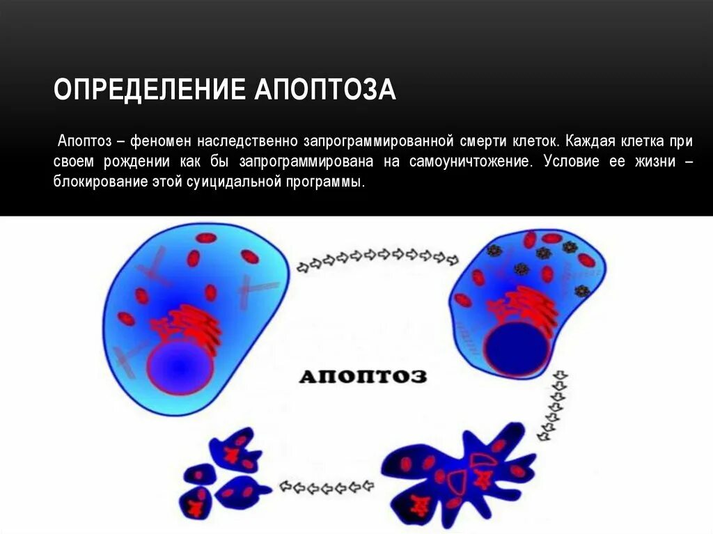 Апоптоз. Механизмы индукции апоптоза. Смерть клетки апоптоз. Причины и механизмы апоптоза клеток. Апоптоз клеток это