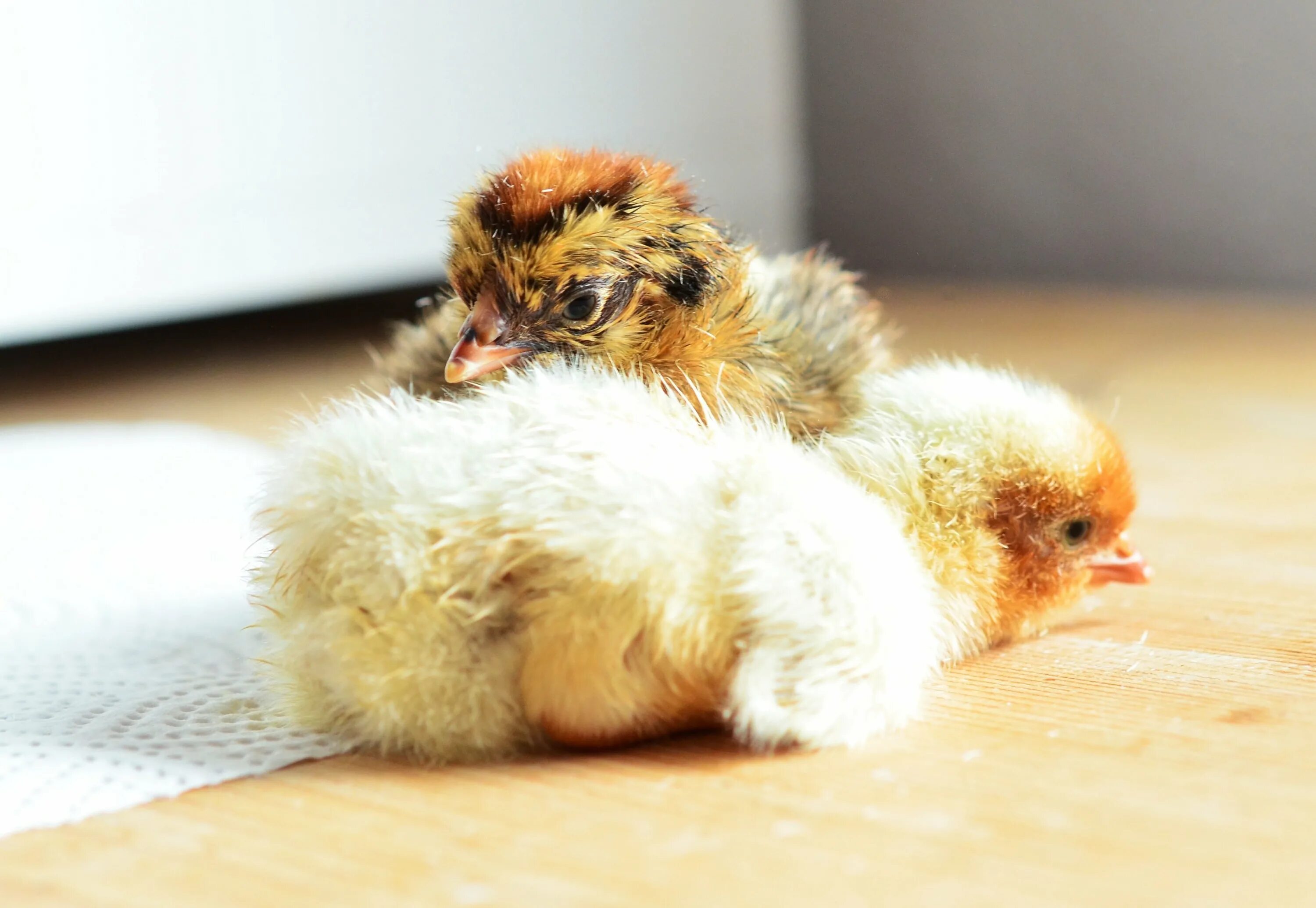 К чему снится цыпленок желтый. Пушистый цыпленок. Милые цыплята. Самые красивые цыплята. Маленькие цыплята.