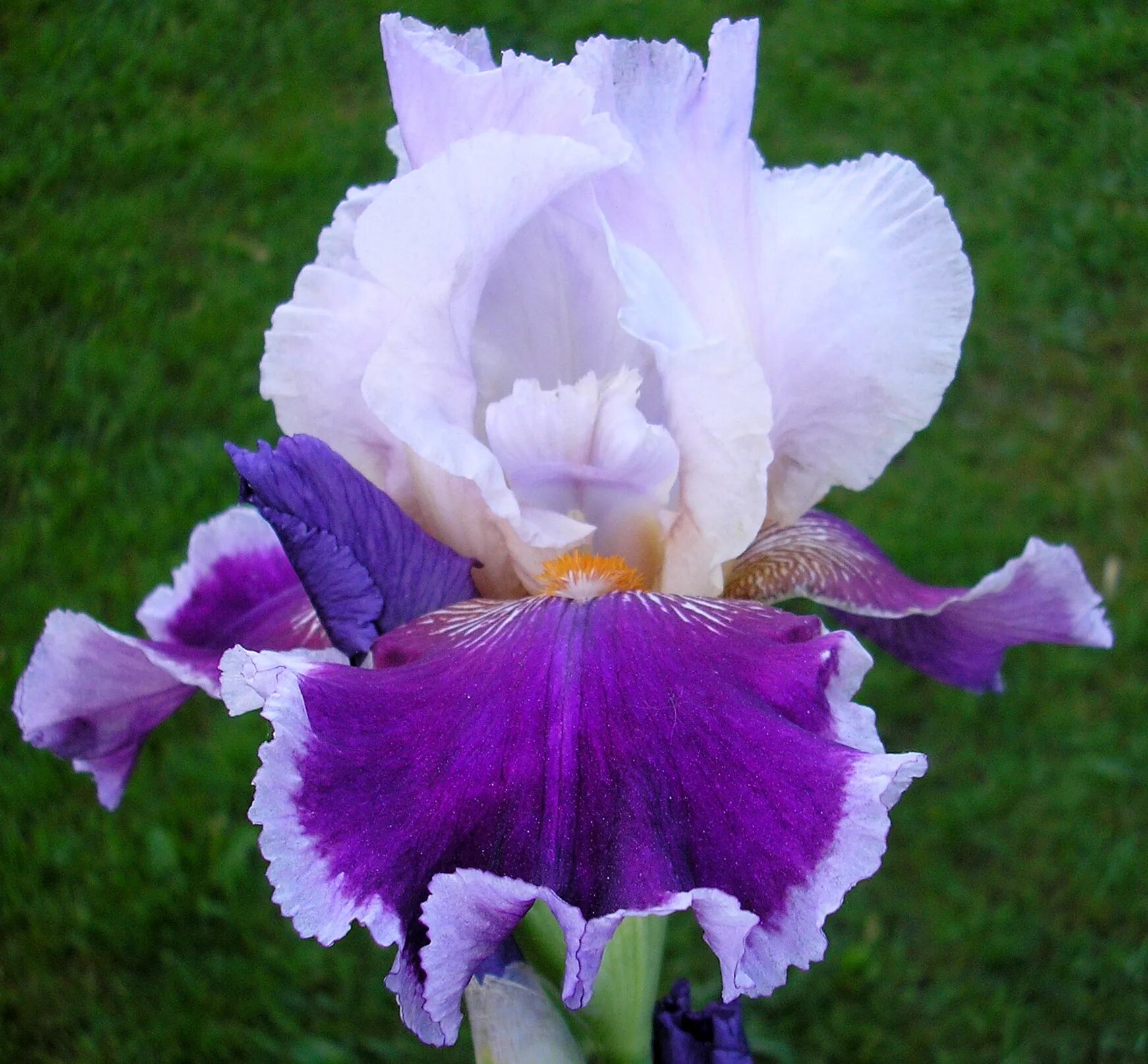 Ирис розовый перец. Ирис lovable pink. Ирис пинк перфект фото и описание. Ирис пинк горизонт. Розовый перец горошком.