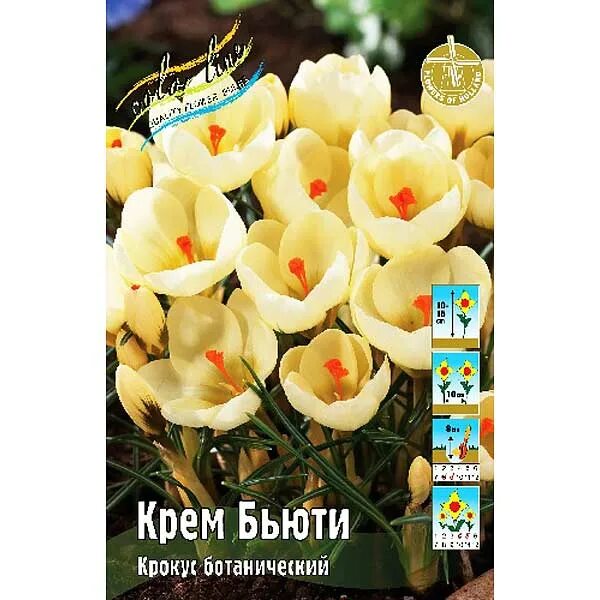 Муж главы новой голландии о крокусе. Крокус золотистый ARD Schenk. Chrysanthus ARD Schenk Крокус. Cream Beauty Крокус. Крокус Cream Beauty "Крим Бьюти" 5шт.