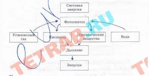 Заполни схему фотосинтез дыхание